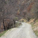Кресна