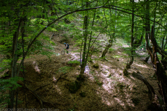 IMG_8636