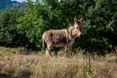 Blagoevgrad-2021_013