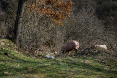 P2050447