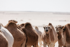 167David-Cachon-MTB-Adventure-Tunez-LOW