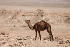 99David-Cachon-MTB-Adventure-Tunez-LOW