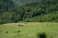 IMG_8844
