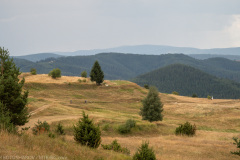 IMG_5377