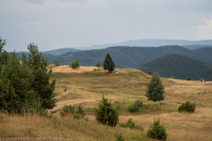 IMG_5382