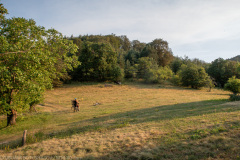 IMG_4954